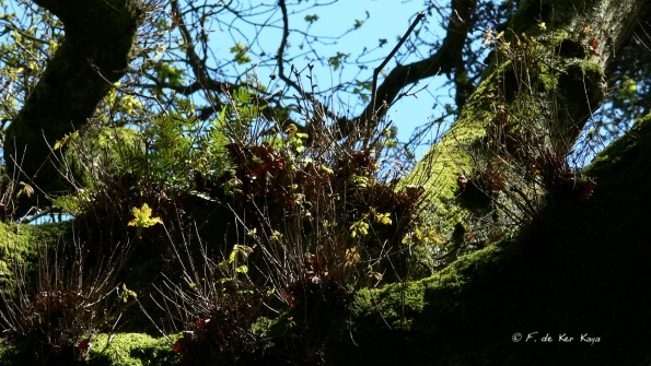 Bois des Moutiers (217) Mai 2012
